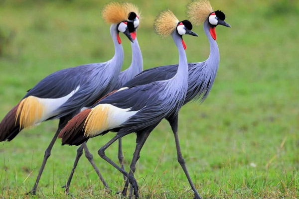 Lake Manyara Day Trip