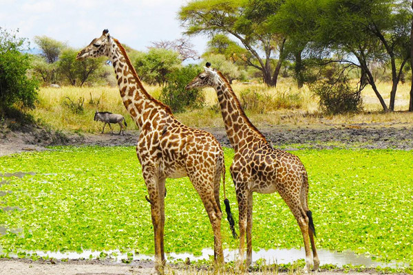 Tarangire Day Trip