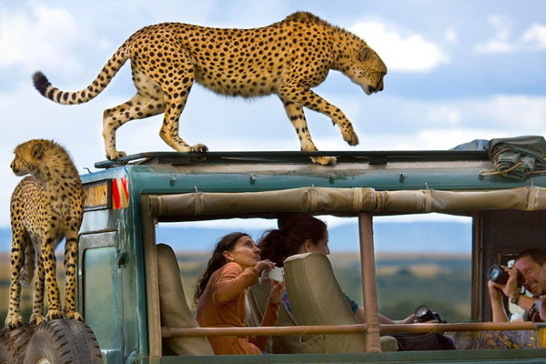 Tanzania Safari Safety