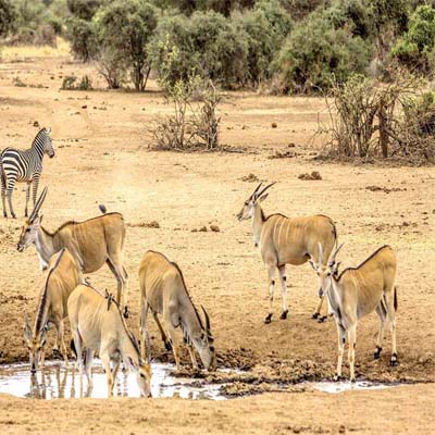 8 Days Tanzania Family Safari