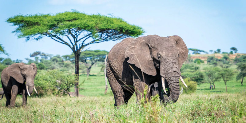 Karatu to Serengeti National Park